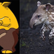 Imagen para el artículo titulado Diez curiosidades de Pokémon que probablemente desconocías